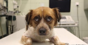 Csutka wurde in die Wirbels&auml;ule geschossen