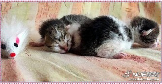 Die ersten Waisenk&auml;tzchen des Jahres sind da!