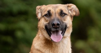 Gin sucht ein liebevolles Zuhause!