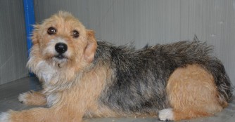 H&uuml;ndchen Hibiszkusz muss am Vorderlauf operiert werden