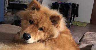 Koda feiert seinen Einj&auml;hrigen!
