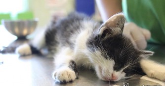 Kleines K&auml;tzchen hat seinen Schwanz verloren