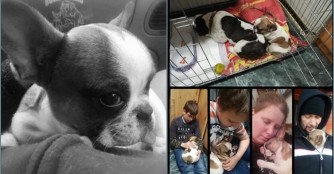 Fas&iacute;rt, ein weiteres Opfer der Vermehrer