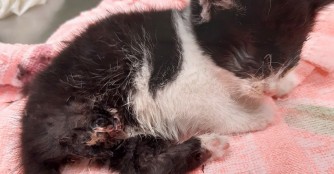 K&auml;tzchen F&aacute;tyol hat ein Bein verloren