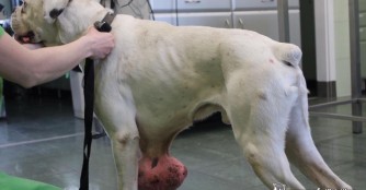 Filip wird morgen operiert!