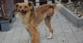 Fond&uuml; ist auch auf 3 Beinen gl&uuml;cklich!