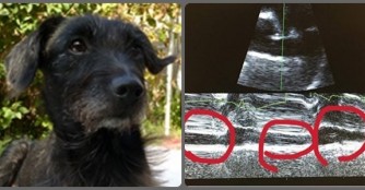 Forte hat jetzt auch noch Herzw&uuml;rmer!