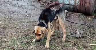 Fuksz ist die Kette in den Hals eingewachsen :(