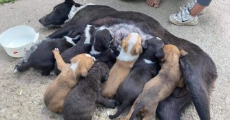 Hundemama und ihre 10 Welpen in gro&szlig;er Not!