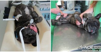 Gamma bekommt nun Hilfe!