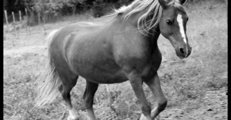 Lauf Gazsi, lauf! :(