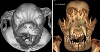 Boxerm&auml;dchen Gigi hat keine Naseng&auml;nge :(