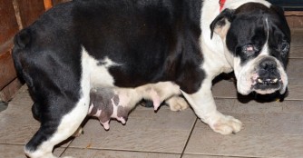 Sorge um neuen Bullysch&uuml;tzling