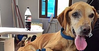 Es zerrei&szlig;t einem das Herz: Gurtnika