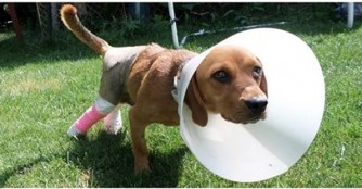 Gy&aacute;rf&aacute;s will gesund werden!