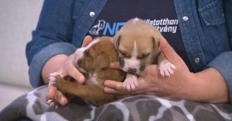 Die Dolce-Babies sind 3 Wochen alt