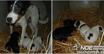 Heni und ihre Welpen sind in Sicherheit