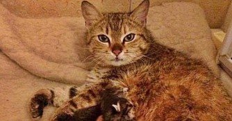 Mieze Imola und ihre 4+1 K&auml;tzchen