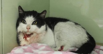 Wie viele Leben hat eine Katze?