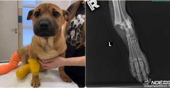 J&aacute;cintka hat beide Hinterl&auml;ufe gebrochen