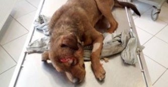 Jank&oacute; wurde mit einer Axt auf den Kopf geschlagen!