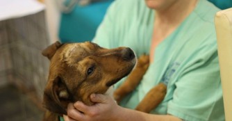 Jank&oacute; auf dem Weg der Besserung