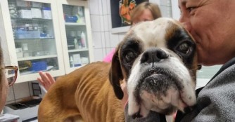 Boxer J&oacute;zsi raubt unsere Herzen