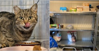 Bitte helft uns, wir ben&ouml;tgen Katzenfutter!