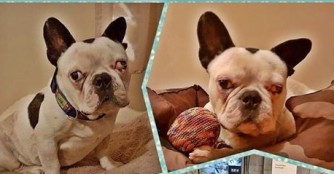 Kal&oacute;z unser Super-Wunder-Hund :)