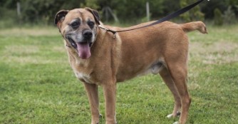 Kamu wartet seit 7 Jahren bei uns auf seine Menschen!