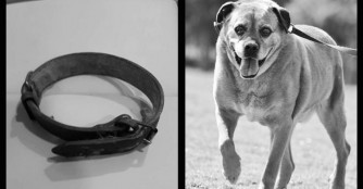 Kamu ist &uuml;ber die Regenbogenbr&uuml;cke gegangen :(