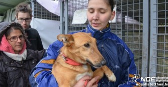 Tierheimhilfsprojekt 2017 - Karcag