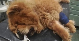 Karcos schwebt in Lebensgefahr!