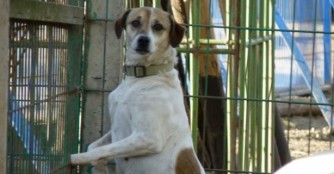 Kelta hat einen Traum!