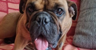 Kiri hat die schwere DarmOP gut &uuml;berstanden