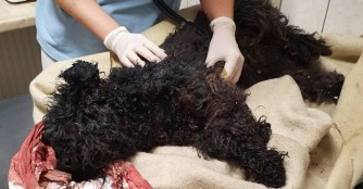 Unfassbare Tat! Kond&oacute; wollte man den Kopf abschneiden :(