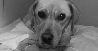 K&ouml;nt&ouml;s konnten wir leider nicht retten :(