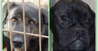 Erster Transport 2017