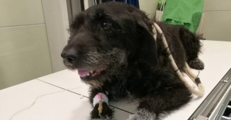 Hilfe f&uuml;r Kunigunda 