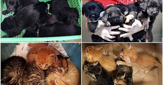 9 ungeplante Jungtiere innerhalb von 2 Tagen...