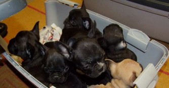 25 Bulldoggenwelpen von Polizei beschlagnahmt