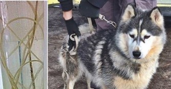 Laguna vs. Herzw&uuml;rmer 3:0