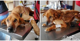 Lakat ist nur noch Haut und Knochen