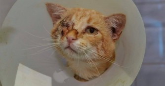 Auch Kater L&aacute;ngos hat ein Auge verloren