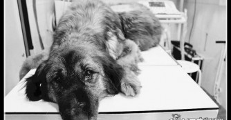 Lizi hat es nicht geschafft :(