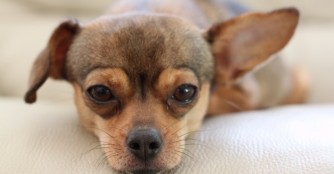 Lotti - Eine Diva auf 4 Pfoten