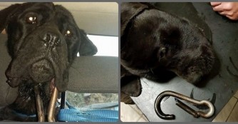 Unfassbar! Lucas hatte einen Karabiner im Unterkiefer :(