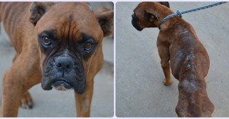 Boxerh&uuml;ndin in sehr schlechtem Zustand :(