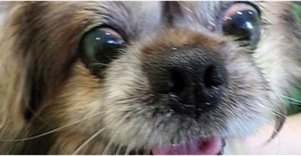 Magnusz verliert seine Augen