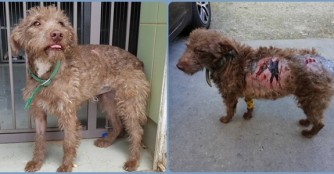 Mazsola geht es wieder gut!